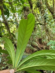 Aniba robusta