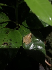 Pristimantis altamnis