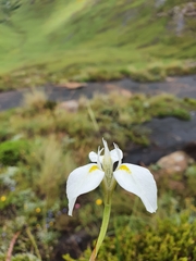 Moraea albicuspa