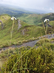 Moraea albicuspa
