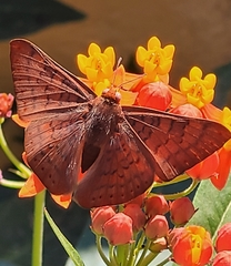 Emesis mandana