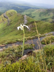 Moraea albicuspa