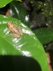 Pristimantis altamnis