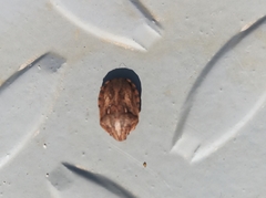 Eurygaster integriceps