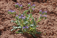 Phacelia corrugata