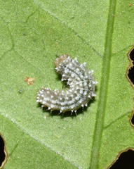 Leucoplema dohertyi