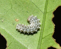 Leucoplema dohertyi