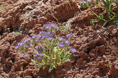 Phacelia corrugata