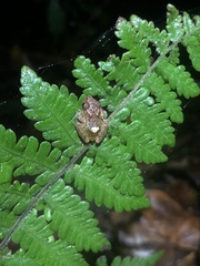 Pristimantis diadematus