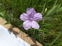 Ruellia humilis