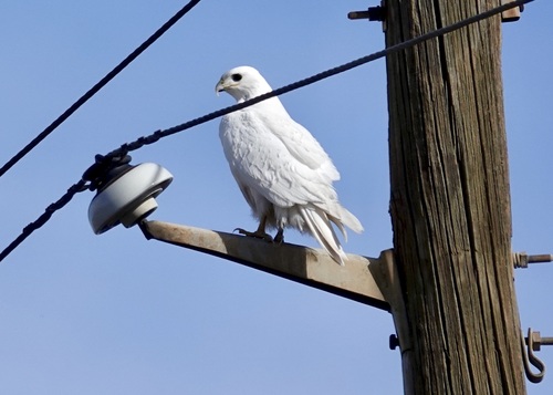 Red-tailed Hawk photographed in Arizona