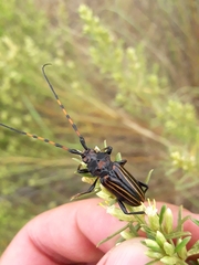 Drychateres bilineatus