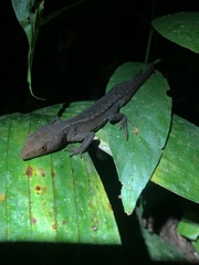 Gelanesaurus flavogularis