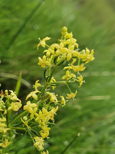 Galium capense Thunb.