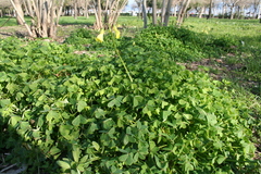 Oxalis pes-caprae