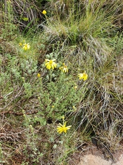 Senecio seminiveus