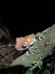 Osteocephalus fuscifacies