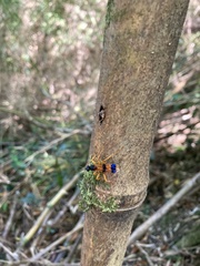 Sphictostethus striatulus