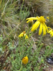 Senecio seminiveus