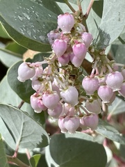 Arctostaphylos mewukka