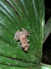 Pristimantis kichwarum