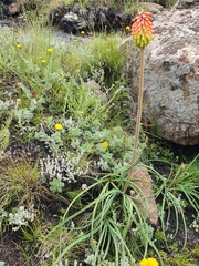 Kniphofia hirsuta