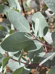 Arctostaphylos mewukka
