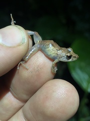 Pristimantis kichwarum