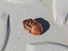 Eurygaster integriceps