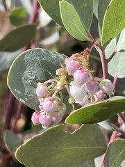Arctostaphylos mewukka