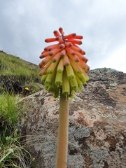 Kniphofia hirsuta
