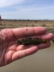 Etheostoma histrio