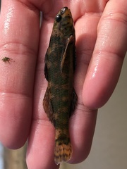 Etheostoma histrio
