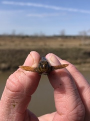 Etheostoma histrio