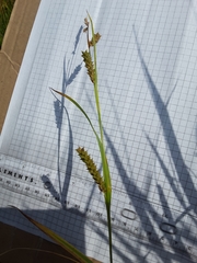 Carex cherokeensis