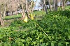 Oxalis pes-caprae