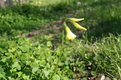 Oxalis pes-caprae