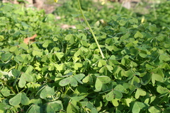 Oxalis pes-caprae