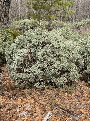 Arctostaphylos mewukka
