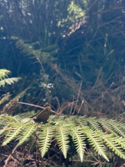 Quilaphoetosus monachus