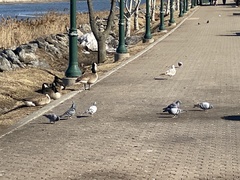 Columba livia domestica