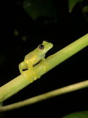 Rulyrana flavopunctata