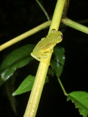 Rulyrana flavopunctata