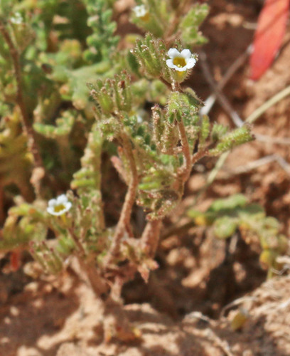 Phacelia ivesiana var. ivesiana
