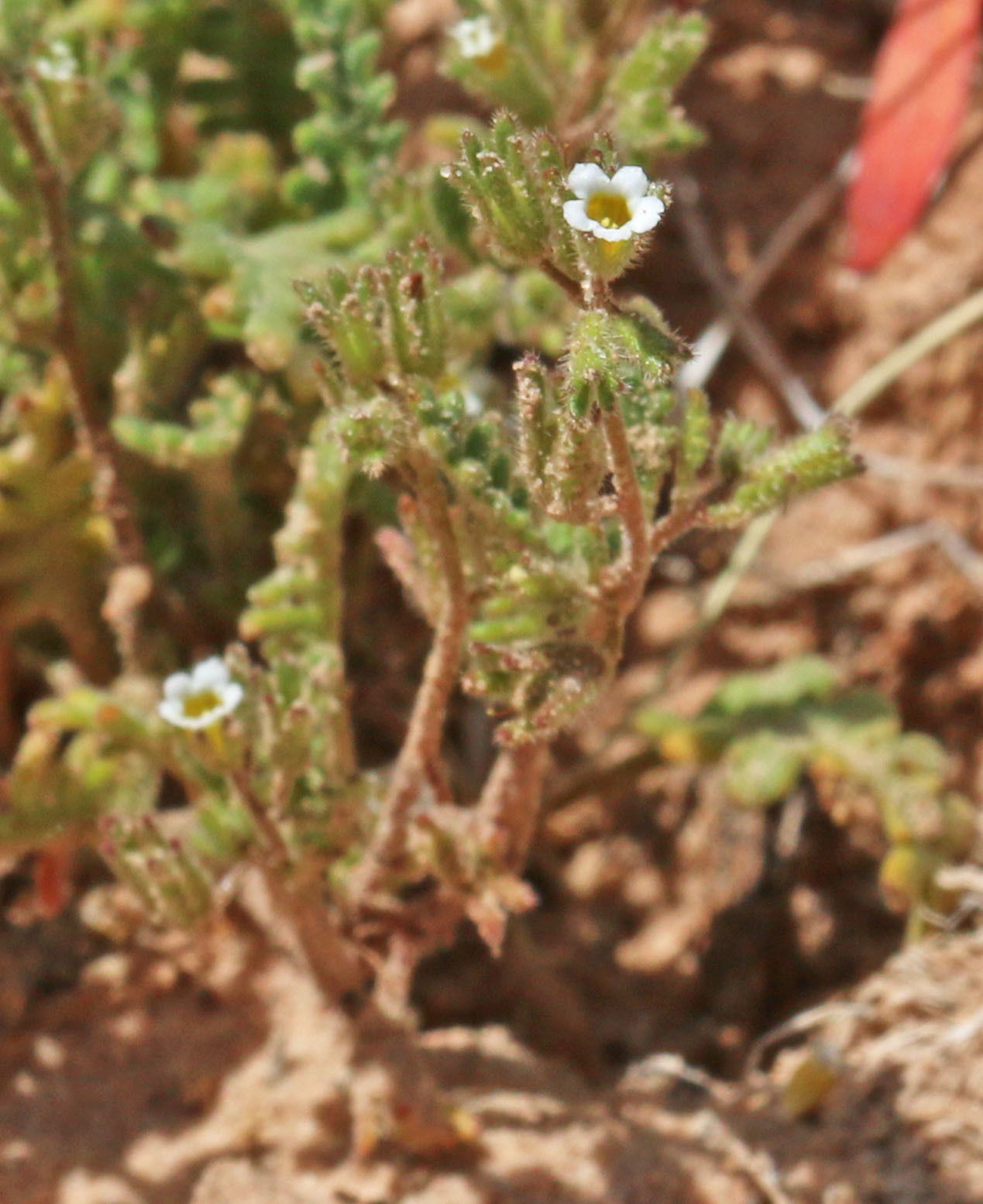 Phacelia ivesiana var. ivesiana