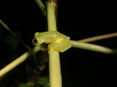 Rulyrana flavopunctata