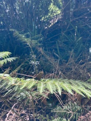 Quilaphoetosus monachus