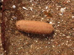 Lepidonotus squamatus