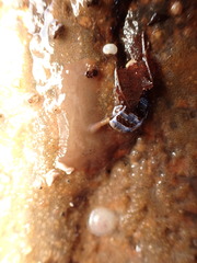 Notoplana atomata