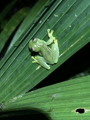 Nymphargus siren